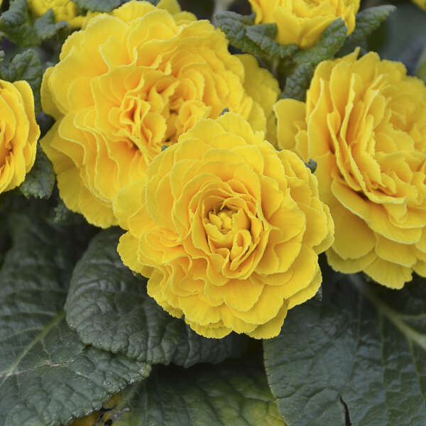La primevère Prima Belarina® 'Spring Sun' offre des fleurs jaunes frisées au début du printemps.