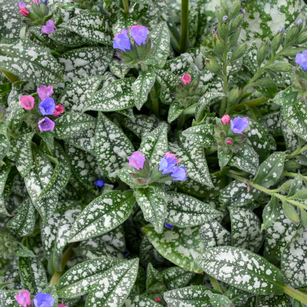 Pink-a-Blue' Lungwort has green foliage speckled with silver spots.