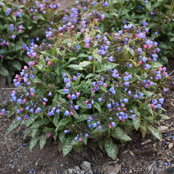Pink-a-Blue' Lungwort is deer and rabbit resistant.