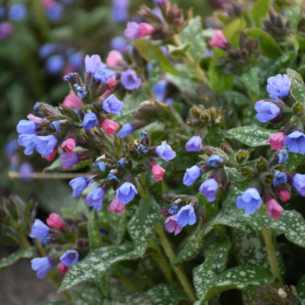 Pink-a-Blue' Lungwort has pink buds that open to medium blue flowers.