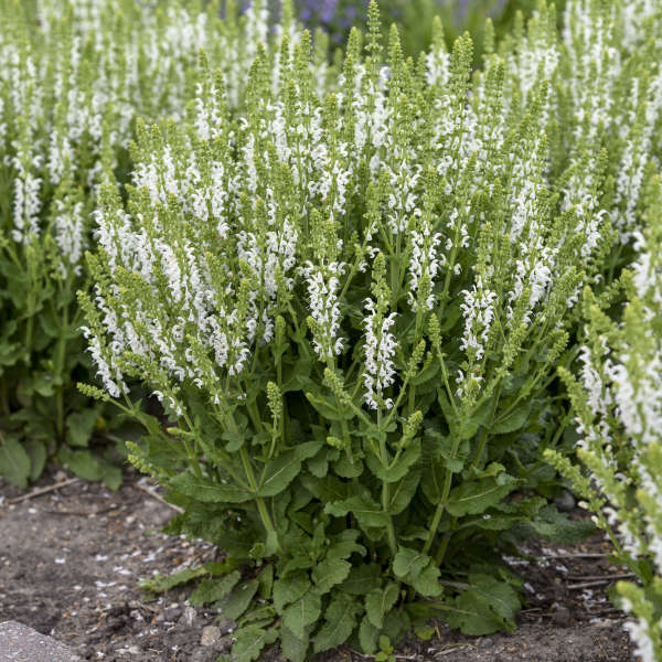 La sauge « White Profusion » offre des floraisons de fleurs blanches au printemps et en été.