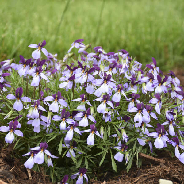 La violette Birdfoot de la variété Eco Artist Palette possède un feuillage découpé qui ajoute une texture attrayante à votre jardin.