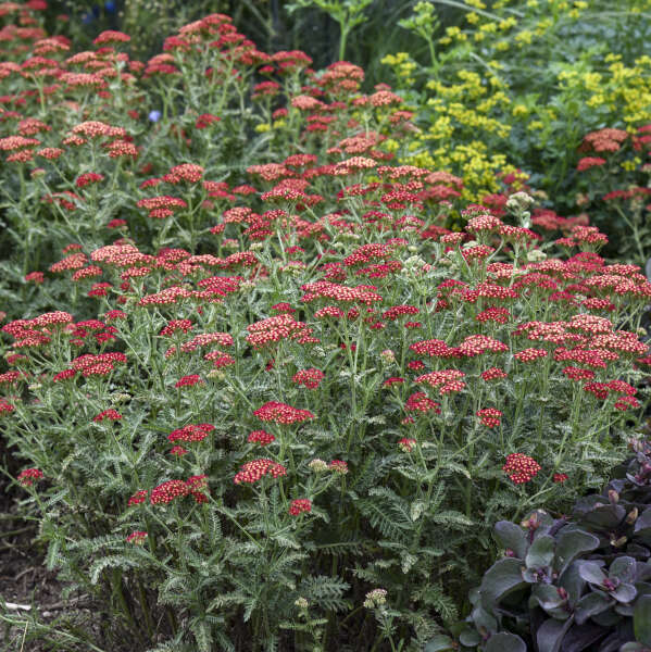 L'achillée millefeuille Sassy Summer Sangria est parfumée et attire les pollinisateurs dans votre jardin.