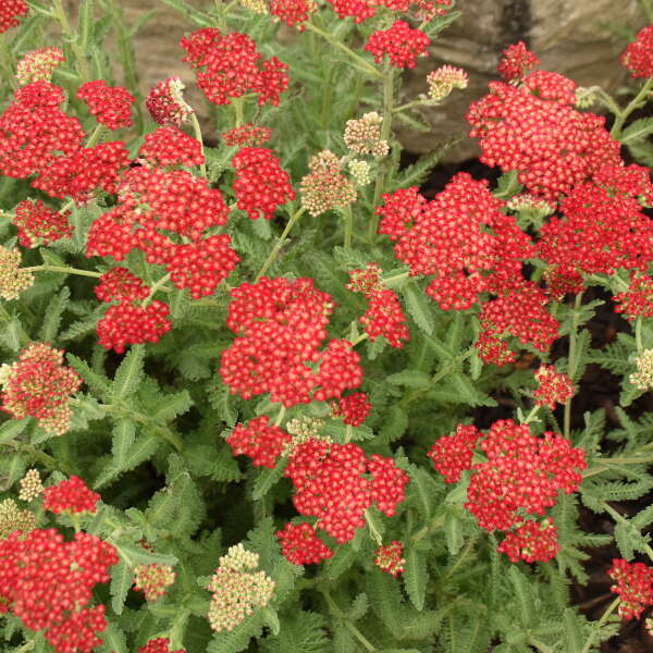 L'achillée millefeuille Sassy Summer Sangria possède des fleurs rouges qui s'épanouissent tout l'été sur des tiges robustes.