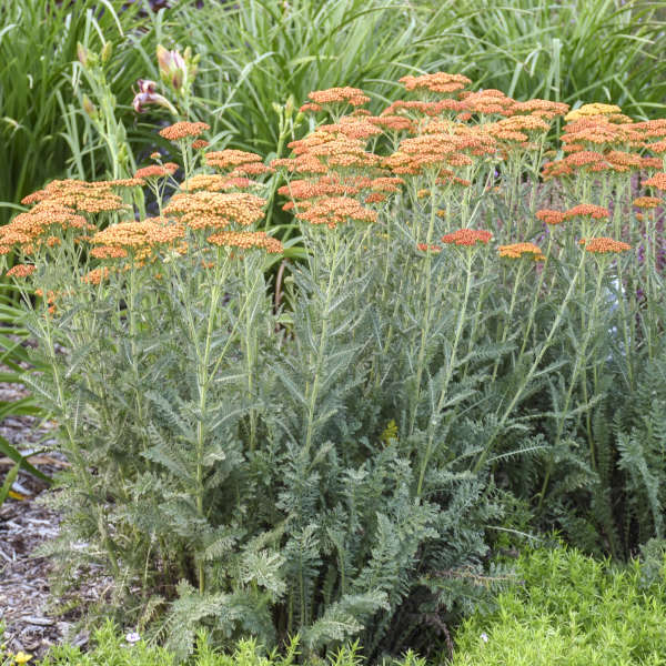 sassy succulents 'Sassy Summer Sunset' Yarrow (Achillea)