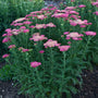 Sassy Summer Taffy' Yarrow has tall and sturdy stems!
