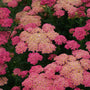 Sassy Summer Taffy' Yarrow has deep pink flowers that turn soft pink as they mature.