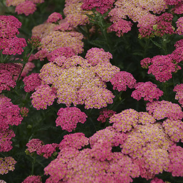 Sassy Summer Taffy' Yarrow has deep pink flowers that turn soft pink as they mature.