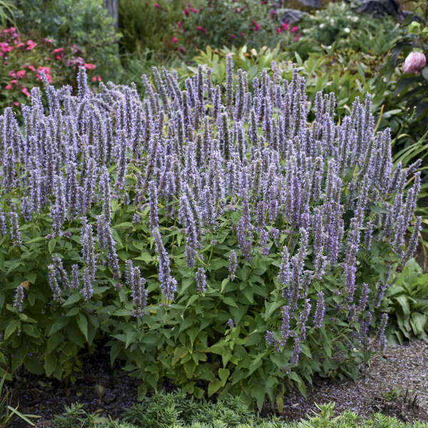 Blue Fortune' Hummingbird Mint has soft blue-purple flowers that bloom from midsummer to fall.