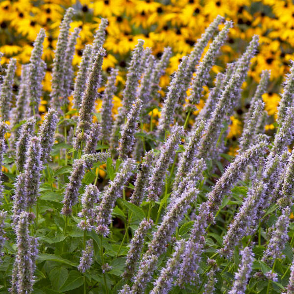Blue Fortune' Hummingbird Mint provides an essential source of nectar for pollinators.