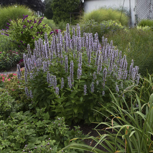 Blue Fortune' Hummingbird Mint is deer and rabbit resistant.