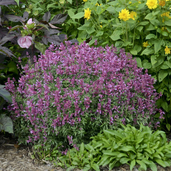 Rosie Posie' Hummingbird Mint is drought tolerant and thrives in full sun.