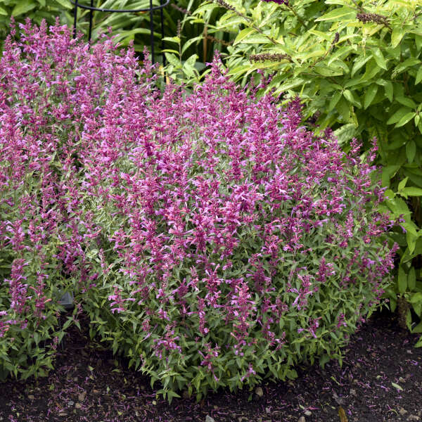 'Rosie Posie' Hummingbird Mint Perennials Great Garden Plants