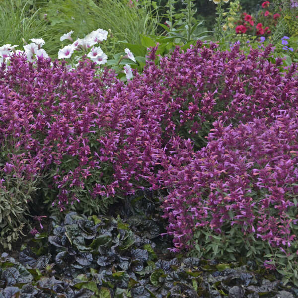 Rosie Posie' Hummingbird Mint has magenta flowers that are deer and rabbit resistant.