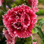 'Fiesta Time' Hollyhock has double flowers with bright pink centers and fringed edges.