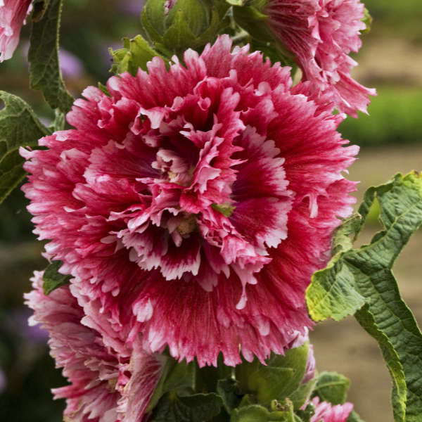 'Fiesta Time' Hollyhock has double flowers with bright pink centers and fringed edges.