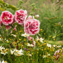 'Fiesta Time' Hollyhock attracts butterflies and hummingbirds.