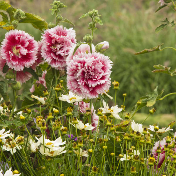 'Fiesta Time' Hollyhock attracts butterflies and hummingbirds.