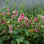 'Fiesta Time' Hollyhock has shorter stalks so requires less staking.