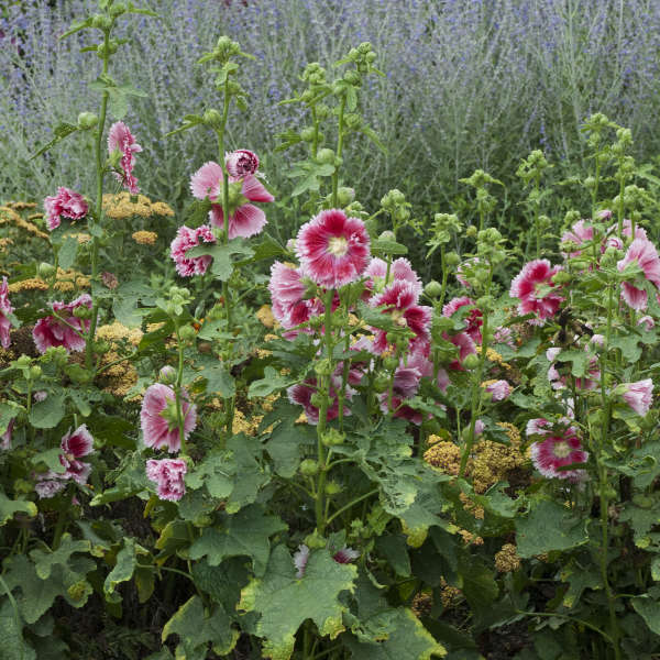 'Fiesta Time' Hollyhock has shorter stalks so requires less staking.