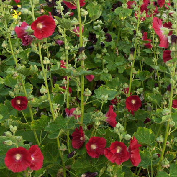 Great Garden Plants Mars Magic Hollyhock - Thumbnail 3