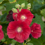 'Mars Magic' Hollyhock attracts pollinators.