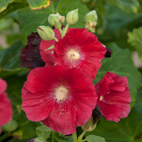 'Mars Magic' Hollyhock attracts pollinators.