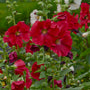 'Mars Magic' Hollyhock has large, red flowers with yellow centers.