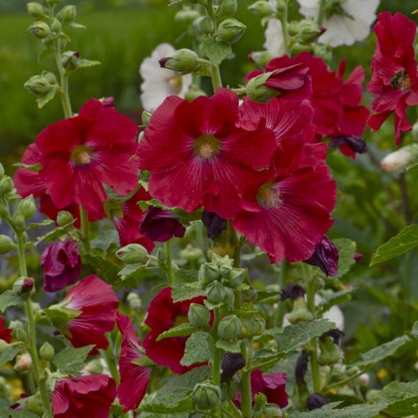 'Mars Magic' Hollyhock has large, red flowers with yellow centers.