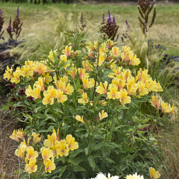 The Golden Tiara Peruvian Lily has yellow flowers with a coral orange throat.