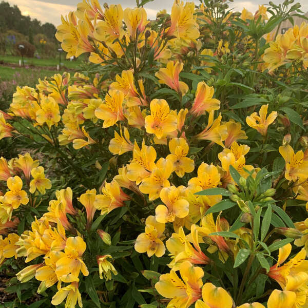 The Golden Tiara Peruvian Lily begins producing flowers midsummer and continues until frost.