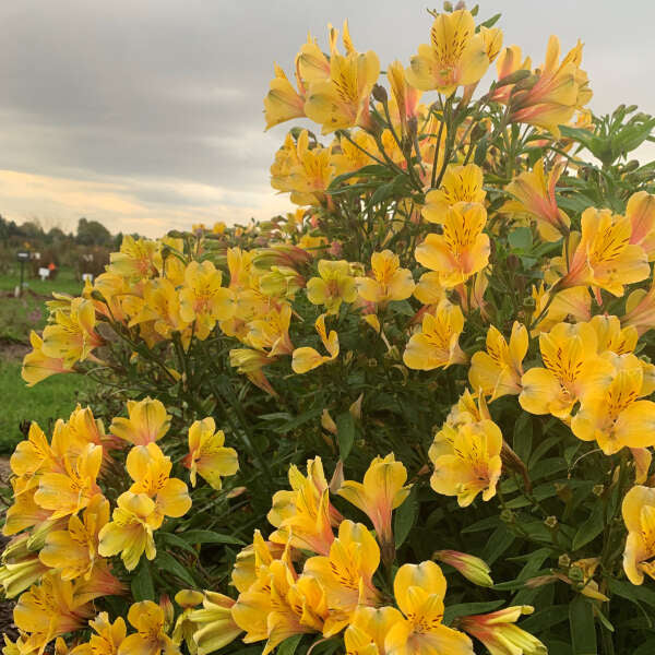 The Golden Tiara Peruvian Lily has golden yellow flowers and is cold hardy to zone 6.