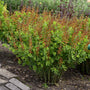 L'indigo sauvage 'Cherries Jubilee' de Decadence® s'épanouit en pleine floraison à la fin du printemps, avec de hautes hampes florales.