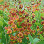 La variété Decadence® 'Cherries Jubilee' False Indigo possède des boutons floraux marron qui s'ouvrent sur des fleurs bicolores aux teintes chaudes.