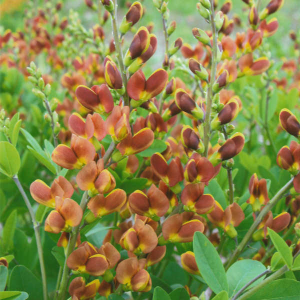La variété Decadence® 'Cherries Jubilee' False Indigo possède des boutons floraux marron qui s'ouvrent sur des fleurs bicolores aux teintes chaudes.