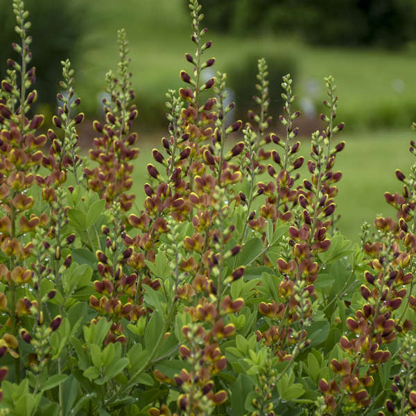 Les faux indigo 'Cherries Jubilee' de Decadence® sont excellents pour les compositions de fleurs fraîches ou séchées.