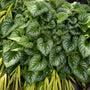 'Emerald Mist' Siberian Bugloss is hardy shade plant with silver foliage.