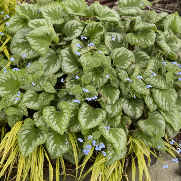 'Emerald Mist' Siberian Bugloss  is shade loving plant.