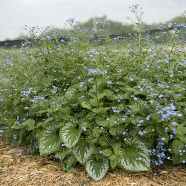 'Emerald Mist' Siberian Bugloss low mounding foliage with blue flowers rising above.