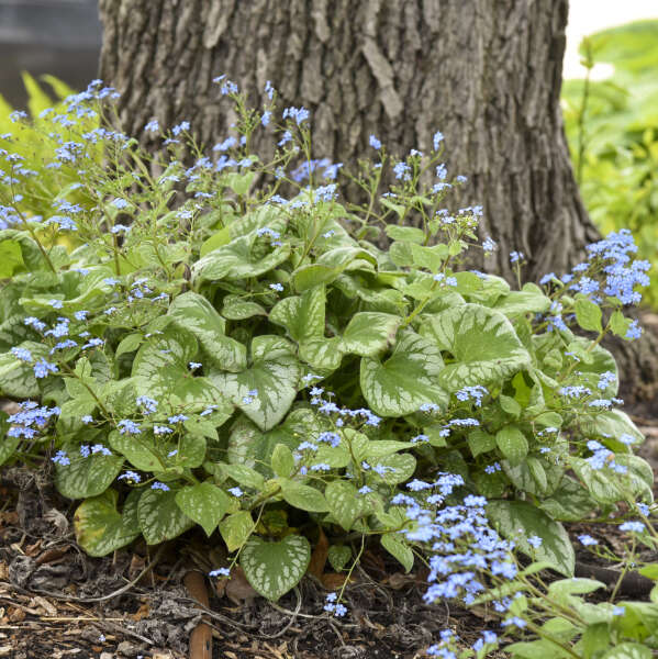 'Emerald Mist' Siberian Bugloss tolerates shade and is low maintenance.