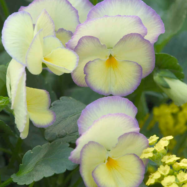 Close-up of Etain Perennial Violet soft yellow and lavender blooms. 