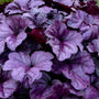 Close-up of the rich purple leaves of Dolce Wildberry Coral Bells. 