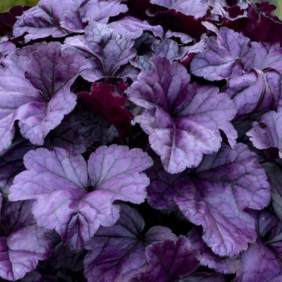 Close-up of the rich purple leaves of Dolce Wildberry Coral Bells. 