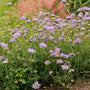 Fleur coussin bleu papillon, avec des fleurs bleu-violet frisées perchées au sommet de longues tiges vertes. 