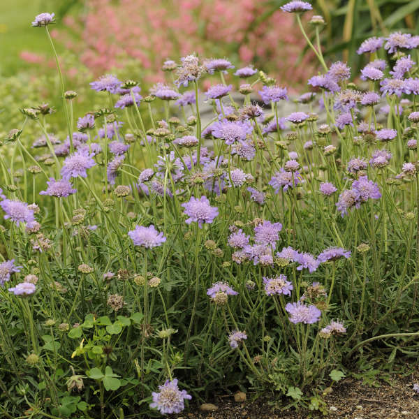 Fleur coussin bleu papillon, avec des fleurs bleu-violet frisées perchées au sommet de longues tiges vertes. 