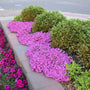 Drummond's Pink Creeping Phlox growing along the edge of a landscape on a street corner. 