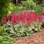 Heuchera Dolce Menthe verte, au feuillage vert argenté et aux fleurs rose-rouge, dans un jardin. 