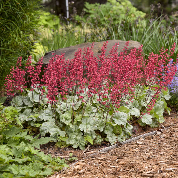 Heuchera Dolce Menthe verte, au feuillage vert argenté et aux fleurs rose-rouge, dans un jardin. 