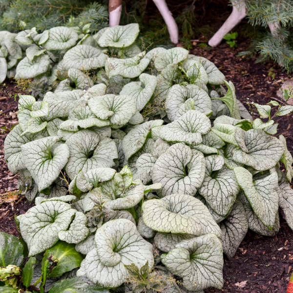 'Sterling Silver' Siberian Bugloss leaves are a massive seven to eight  inch wide in the summer.