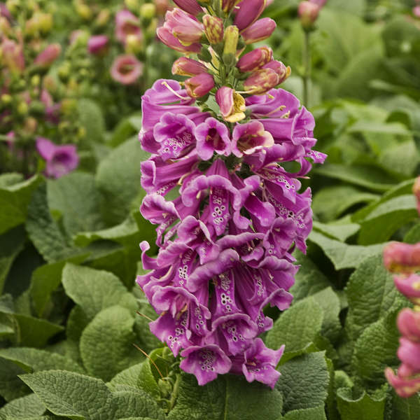 La digitale 'Candy Mountain' possède des tiges robustes qui maintiennent les fleurs dressées.